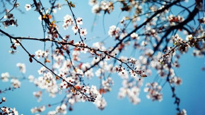 Дните стават подълги температурите се повишават а природата се връща