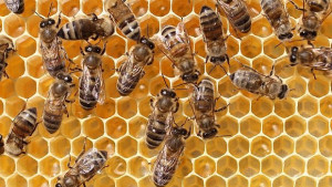В развитите страни пчелите намаляват