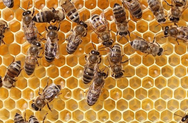 В развитите страни пчелите намаляват