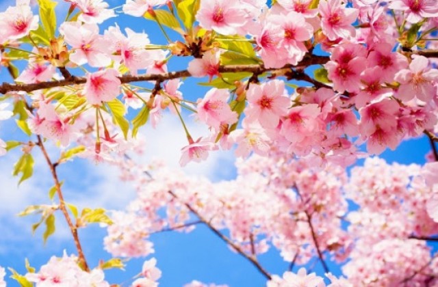 Пролетната алергия може да ни докара бронхиална астма