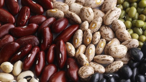 Нови видове боб издръжливи на суша и повисоки температури