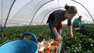 Изхранваме се от чужди заводи и родно земеделие