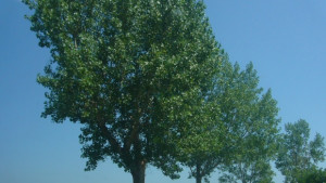 БСП гласуваха против продажбата на земя