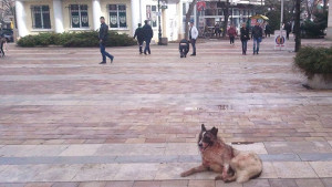 Улични кучета се биха почти до смърт в центъра на