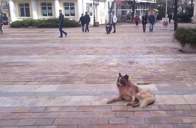 Улични кучета се биха почти до смърт в центъра на Враца