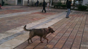 Агресивното куче в центъра на Враца се оказа домашно