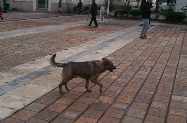 Агресивното куче в центъра на Враца се оказа ... домашно