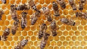 Пчеларите искат помощ от държавата за да не загине отрасълът