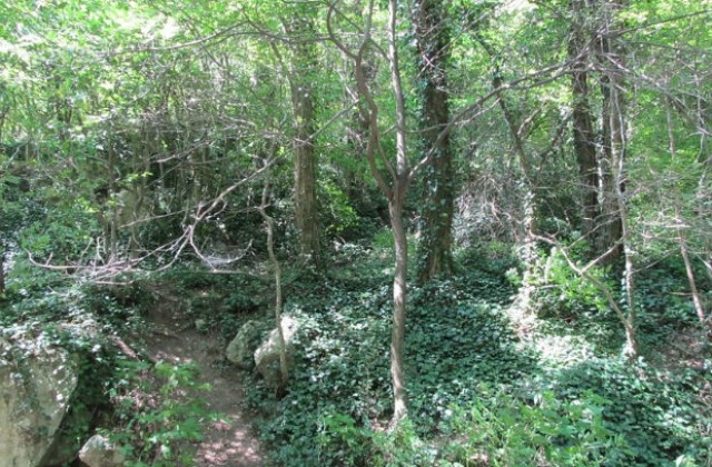 ЕК иска и проверка на участвалите в замени на горски територии