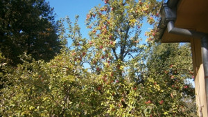 Истинското лято ще започне след 15 юли