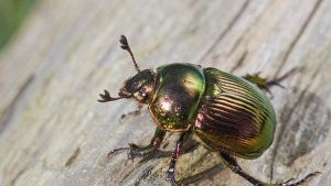 Учени превърнаха летящ бръмбар в биодрон