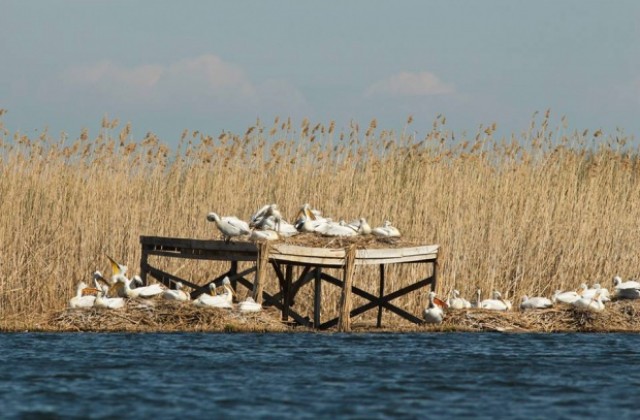 Извънредно заседание заради мъртвите пеликани в Сребърна