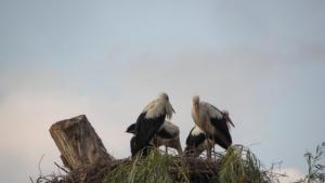 Времето на 31 март Предимно слънчево