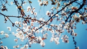 Чака ни хладна пролет поне до 15 април