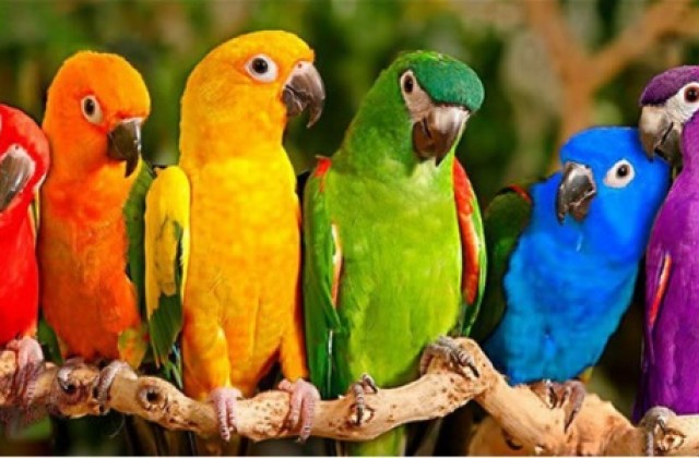 1 април - Световният ден на птиците