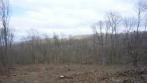 Нов протест срещу изсичането на гората в Аспарухово