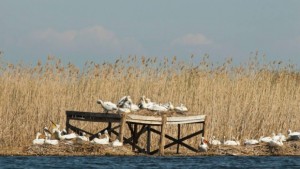 Епизоотичната комисия заседава заради птичия грип в Сребърна