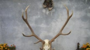 Два златни медала за ловни трофеи от региона