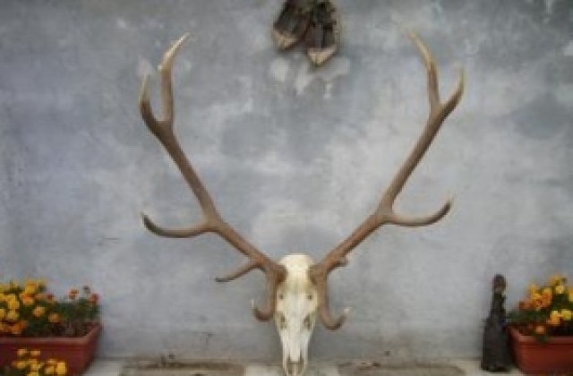 Два златни медала за ловни трофеи от региона