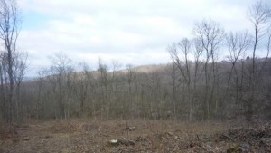 Природозащитници ще протестират заради изсечена гора