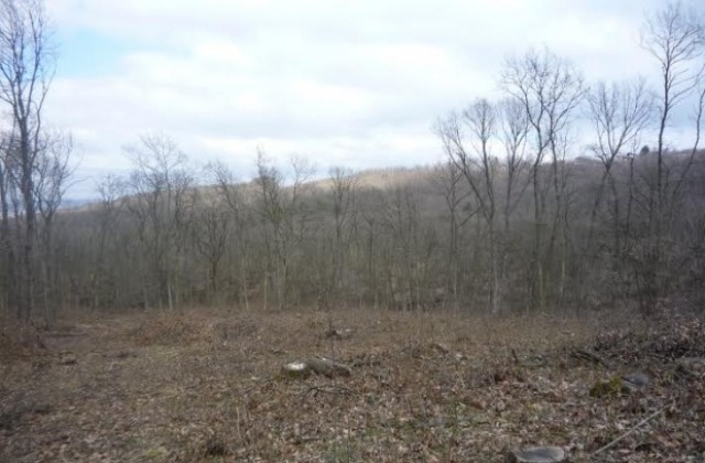 Природозащитници ще протестират заради изсечена гора