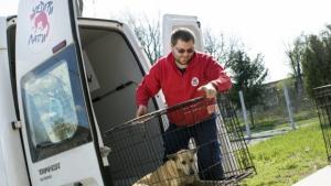 Приют за кучета ще заработи съвсем скоро във Видин