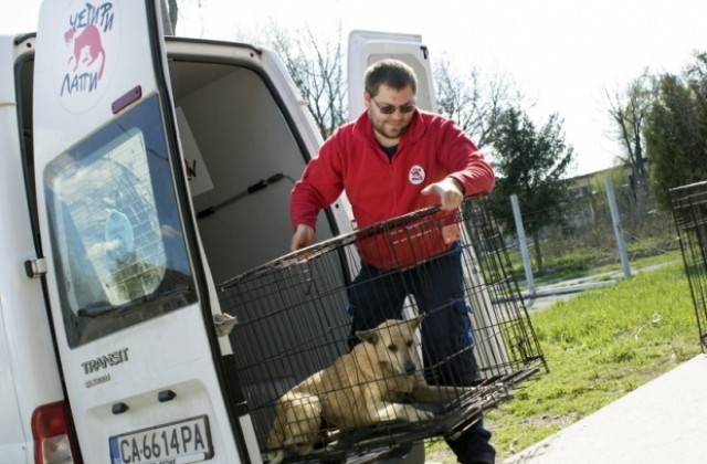 Приют за кучета ще заработи съвсем скоро във Видин