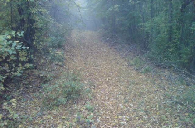 В област Габрово ще има валежи от дъжд, в някои части от Северна България - сняг