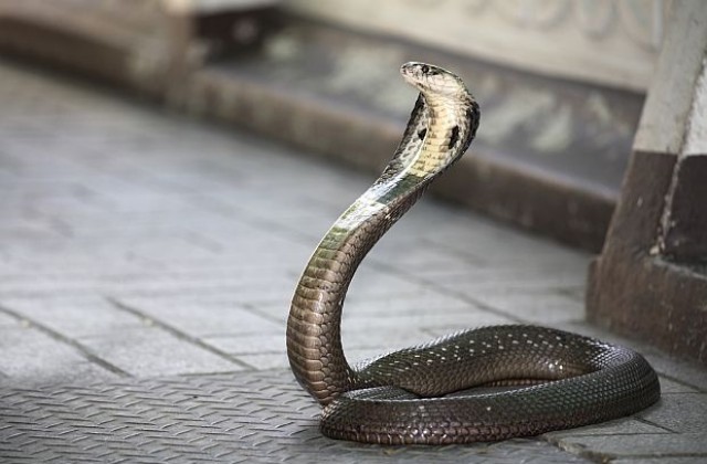 Индиец се опита да се ожени за кобра