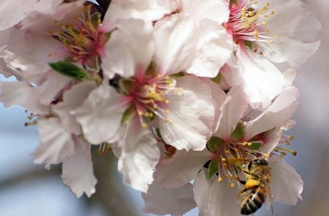 Пролетта най-сетне идва, очаква ни слънчево и топло време по Великден