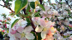 Варненци спасиха 888 дървета от изсичане