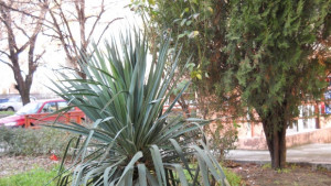 Депутатите одобриха идеята за солени глоби за паркиране в градинки