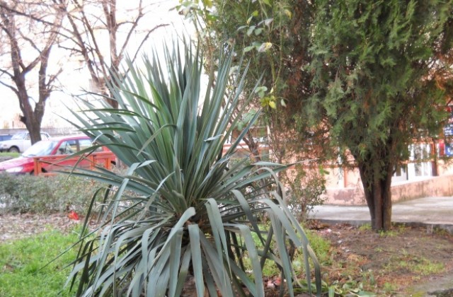 Депутатите одобриха идеята за солени глоби за паркиране в градинки