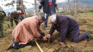 Нови дръвчета край Шипка