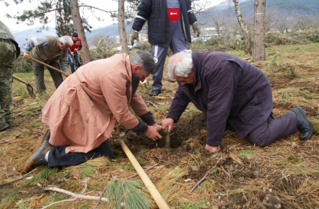Нови дръвчета край Шипка