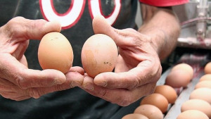 Агнешкото стигна 15 лева зеленчуците скачат двойно