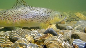 Целогодишна забрана за улов на балканска пъстърва