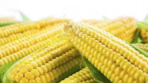 Планират всяка членка на ЕС сама да решава за вноса