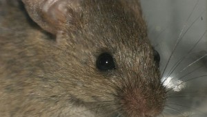 ДДД Кюстендил отчете успех при битката с плъховете на дневен