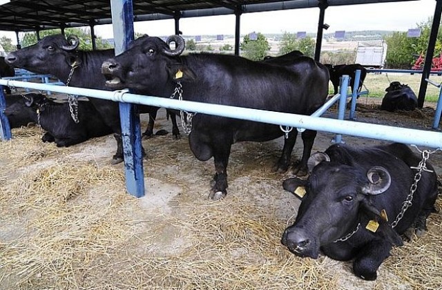 Фермерите ще разчитат на повече пари от субсидии за издръжка на животни