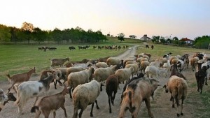 Животновъди на протест заради отпадането на дезинфекцията по границата с