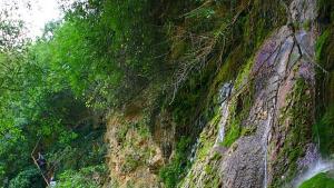 Цъфна единственото в света растение великденче което вирее в Странджа