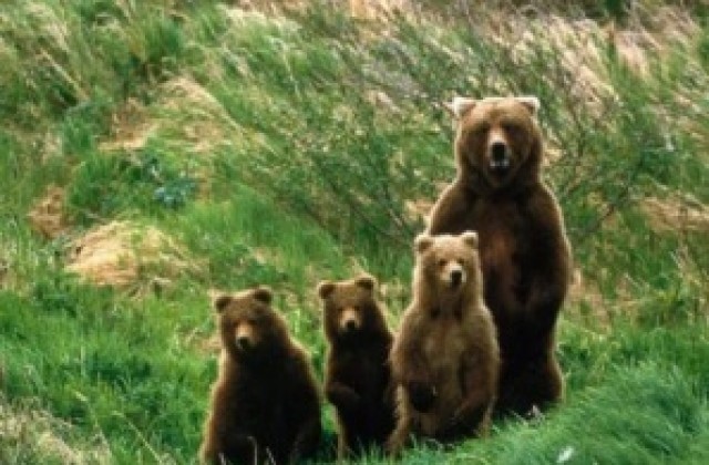 Групата за бързо реагиране при нападения от мечки възобновява дейността си
