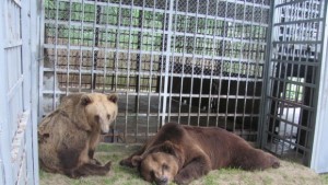 Изпращат Бойка и Станди в Белица