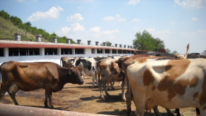 Млекопроизводителите в стачна готовност