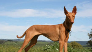 За първи път във Варна показват кучетата на фараоните