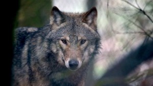 Популацията на вълци и чакали расте в страната навлизат и