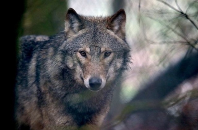 Популацията на вълци и чакали расте, в страната навлизат и рисове