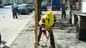 Общината залесява с кестени и акации