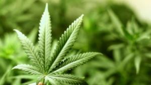 Арестуваха 22годишен пловдивчанин за разпространение на наркотици